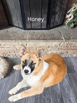 Mixed Breed Dogs Available for Adoption in Mingus, Texas - Honey | PetCurious