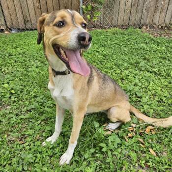 Hound and Mixed Breed Dogs Available for Adoption in Lakeland, Florida - Lola | PetCurious