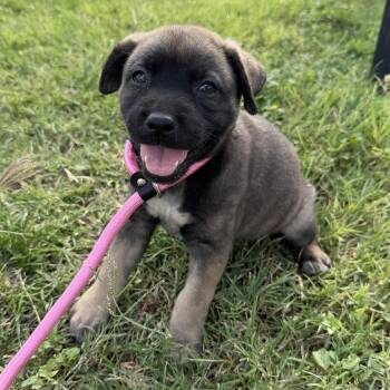 Pita -  Shepherd and Australian Cattle Dog Blue Heeler Dog for Adoption in Harlingen, Texas - Pita | PetCurious