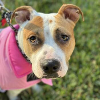 Rescue American Staffordshire Terrier Dogs for Adoption in Pittsburgh, Pennsylvania - Matilda | PetCurious