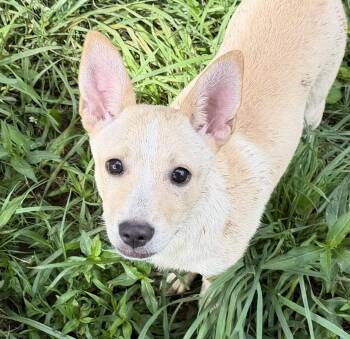 Libby Mae Sugarbear -  Mixed Breed Dog for Adoption in Andover, Massachusetts - Libby Mae Sugarbear | PetCurious