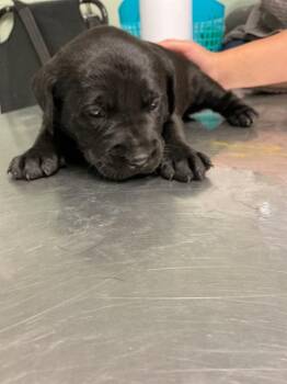 Onyx -  Labrador Retriever and Mixed Breed Dog for Adoption in Dyersburg, Tennessee - Onyx | PetCurious