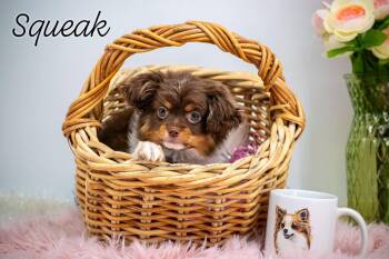 Chihuahua Dogs Available for Adoption in Sevierville, Tennessee - Squeak | PetCurious