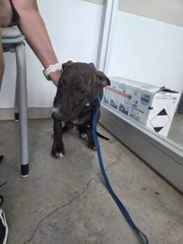 Rescue Mixed Breed Dogs for Adoption in Fort Worth, Texas - 59690551 | PetCurious