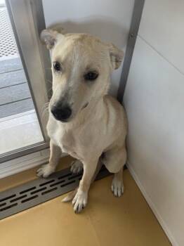 AYDEN -  Siberian Husky Dog for Adoption in San Bernardino, California - AYDEN | PetCurious