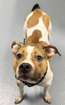 Mixed Breed Dogs Available for Adoption - Puzzle - 3 | PetCurious