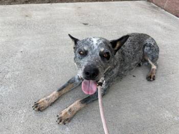 VINNY -  Australian Cattle Dog Blue Heeler and Mixed Breed Dog for Adoption in Pueblo, Colorado - VINNY | PetCurious