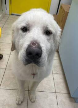 Brody -  Great Pyrenees Dog for Adoption in Peconic, New York - Brody | PetCurious