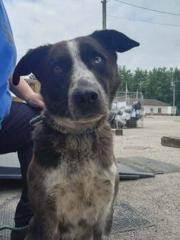 OLIVER 169-26 -  Australian Cattle Dog Blue Heeler Dog for Adoption in Cambridge, Ohio - OLIVER 169-26 | PetCurious