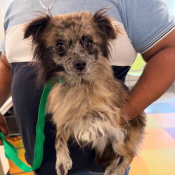 Mackie -  Mixed Breed Dog for Adoption in Philadelphia, Pennsylvania - Mackie | PetCurious