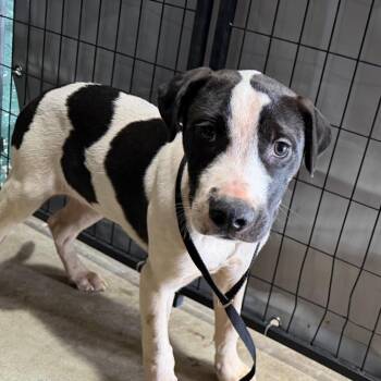 Pit Bull Terrier Dogs Available for Adoption - Lobo | PetCurious