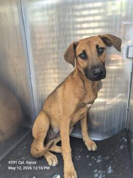 Hound Dogs Available for Adoption in San Antonio, Texas - ROSEY | PetCurious