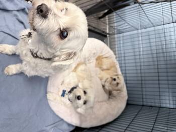 Miniature Poodle Dogs Available for Adoption in Homewood, Illinois - Drake, Jack, Zoey | PetCurious