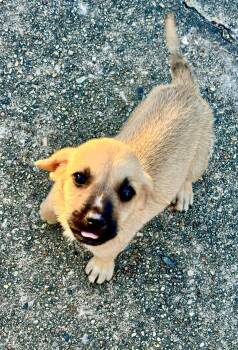 Angel -  Labrador Retriever and Black Mouth Cur Dog for Adoption in Semmes, Alabama - Angel | PetCurious