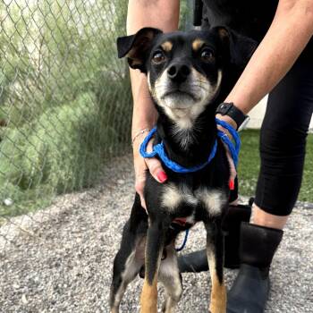 Chihuahua and Terrier Dogs Available for Adoption in Bullhead City, Arizona - Joker | PetCurious