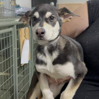 Malaya 6453 -  German Shepherd Dog and Siberian Husky Dog for Adoption in Loxahatchee Groves, Florida - Malaya 6453 | PetCurious