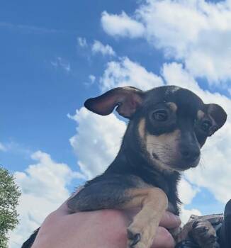 Norma -  Chihuahua Dog for Adoption in Georgetown, Ohio - Norma | PetCurious