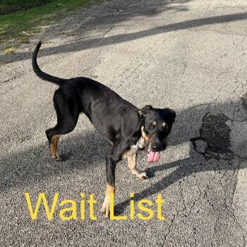 Esspresso -  Black Labrador Retriever and Cattle Dog Dog for Adoption in Livingston, Texas - Esspresso | PetCurious