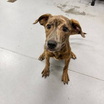 Eureeka -  Plott Hound and Mixed Breed Dog for Adoption in Pinellas Park, Florida - Eureeka | PetCurious