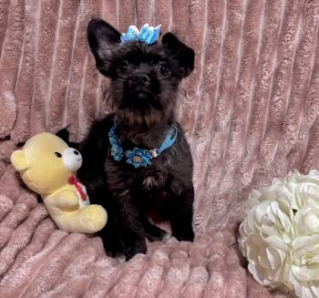 Scottish Terrier and Terrier Dogs Available for Adoption - Charlotte | PetCurious