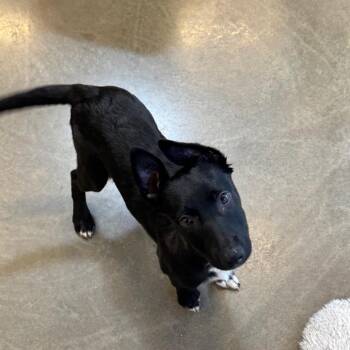 Shepherd and Mixed Breed Dogs Available for Adoption in Mankato, Minnesota - Emme | PetCurious