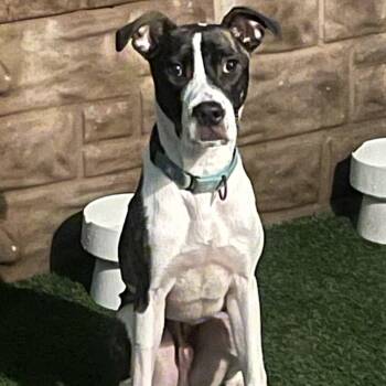 American Staffordshire Terrier and Mixed Breed Dogs Available for Adoption - Guava | PetCurious