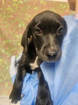 Nyx -  Labrador Retriever and Mixed Breed Dog for Adoption in San Antonio, Texas - Nyx | PetCurious