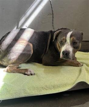 Rescue Pit Bull Terrier and Mixed Breed Dogs for Adoption in Camarillo, California - A872430 | PetCurious