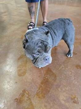 Chunk -  American Bulldog and Mixed Breed Dog for Adoption in New Orleans, Louisiana - Chunk | PetCurious