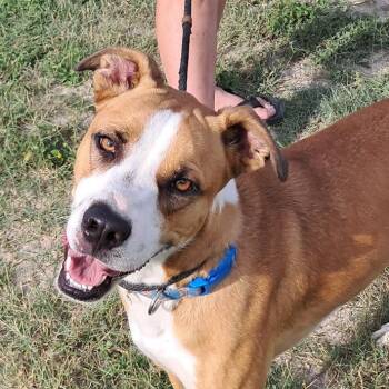 Benny aka Bernard JuM -  Labrador Retriever and Basenji Dog for Adoption in Austin, Texas - Benny Aka Bernard JuM | PetCurious