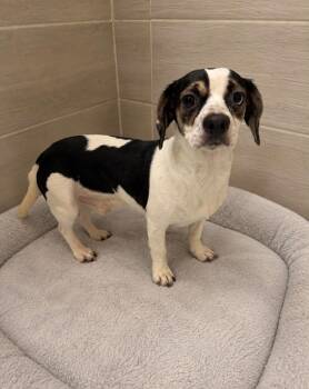Ymir -  Mixed Breed and Dachshund Dog for Adoption in Miami, Florida - Ymir | PetCurious