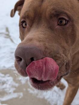 Big Red -  Shepherd Dog for Adoption in Defiance, Ohio - Big Red | PetCurious