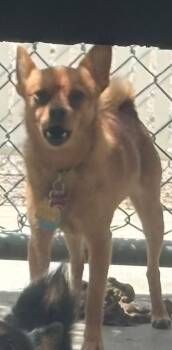 Fox -  Chihuahua Dog for Adoption in Rock Springs, Wyoming - Fox | PetCurious