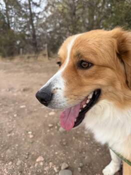 Australian Shepherd and Mixed Breed Dogs Available for Adoption - Tabasco | PetCurious