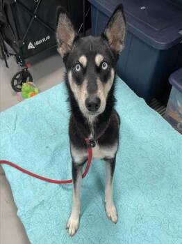 A138404 -  Siberian Husky and Mixed Breed Dog for Adoption in Palmetto, Florida - A138404 | PetCurious