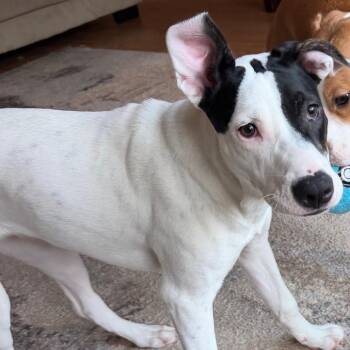 Sophie/Roxy -  Mixed Breed Dog for Adoption in Cartersville, Georgia - Sophie/Roxy | PetCurious