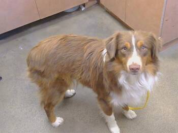 KAJI -  Australian Shepherd and Mixed Breed Dog for Adoption in Sacramento, California - KAJI | PetCurious