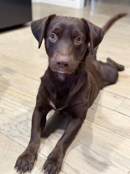 Charlie -  Labrador Retriever and Dachshund Dog for Adoption in Coppell, Texas - Charlie | PetCurious