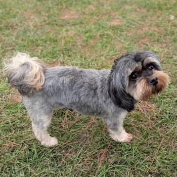 Shih Tzu Dogs Available for Adoption - Allan Red | PetCurious