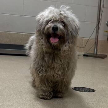 Frapp -  Miniature Poodle and Mixed Breed Dog for Adoption in Bristol, Indiana - Frapp | PetCurious