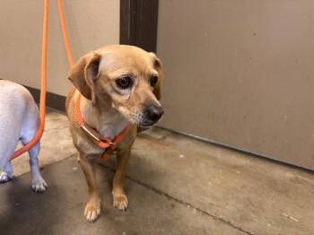 Chihuahua Dogs Available for Adoption in Ontario, California - MIA | PetCurious