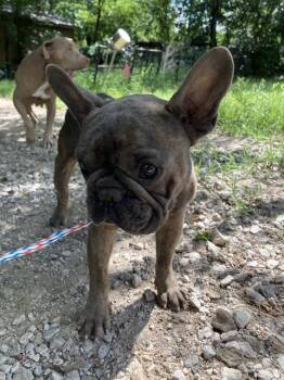 BENNY -  French Bulldog Dog for Adoption in Dallas, Texas - BENNY | PetCurious