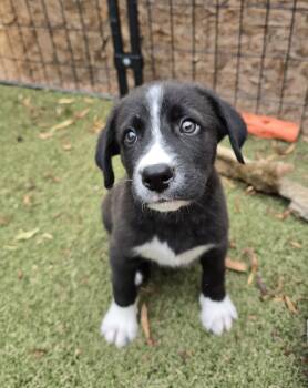 Tohono -  Border Collie and Labrador Retriever Dog for Adoption in Apache Junction, Arizona - Tohono | PetCurious