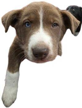 RhondaDaisie -  Border Collie and Siberian Husky Dog for Adoption in Simcoe, Ontario - RhondaDaisie | PetCurious