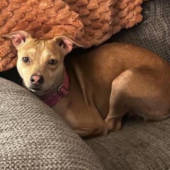 Chihuahua Dogs Available for Adoption - Gillespie  | PetCurious