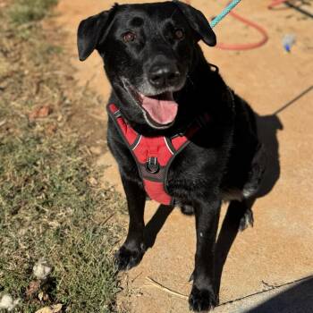 Eddie -  Black Labrador Retriever Dog for Adoption in Lynchburg, Virginia - Eddie | PetCurious