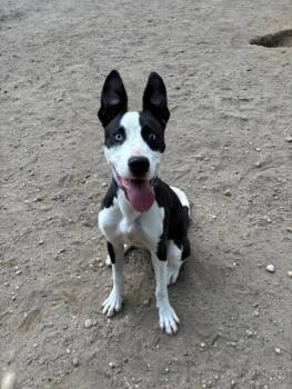 Beamer -  Husky and Border Collie Dog for Adoption in Lindenhurst, New York - Beamer | PetCurious