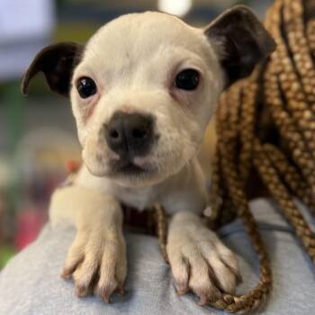 NIBS -  Pit Bull Terrier Dog for Adoption in St. Louis, Missouri - NIBS | PetCurious
