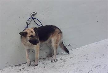 LEYLA -  German Shepherd Dog and Mixed Breed Dog for Adoption in Houston, Texas - LEYLA | PetCurious