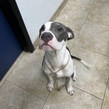Goose -  Mixed Breed Dog for Adoption in Galveston, Texas - Goose | PetCurious